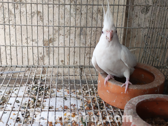 1 pair quality running cockatiel to be sold